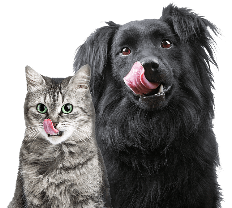Puro_Dogfood (1) - Puro