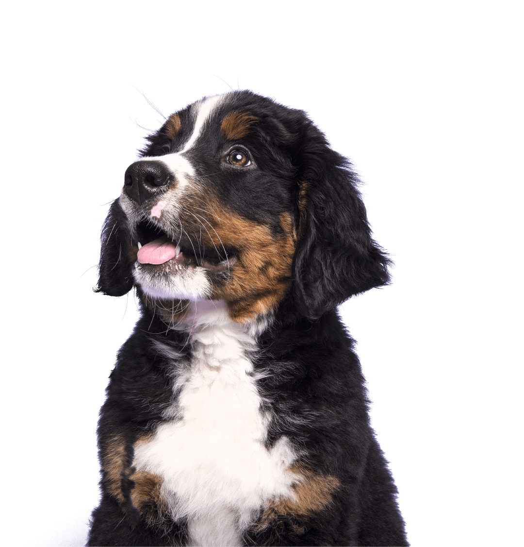 Puppy - Puro