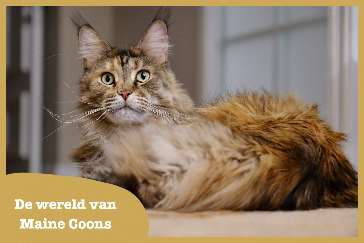 De wereld van Maine Coons - Puro De wereld van Maine Coons