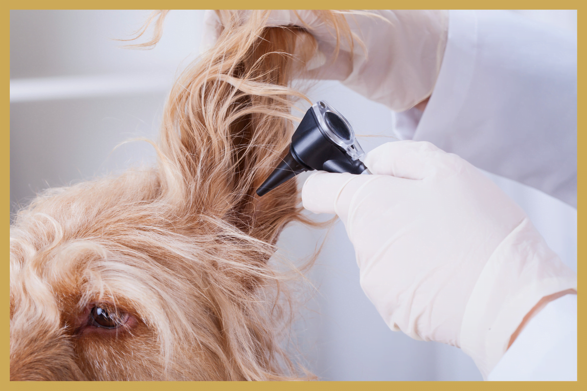 Er wordt middels een otoscoop in de oor van een hond gekeken.