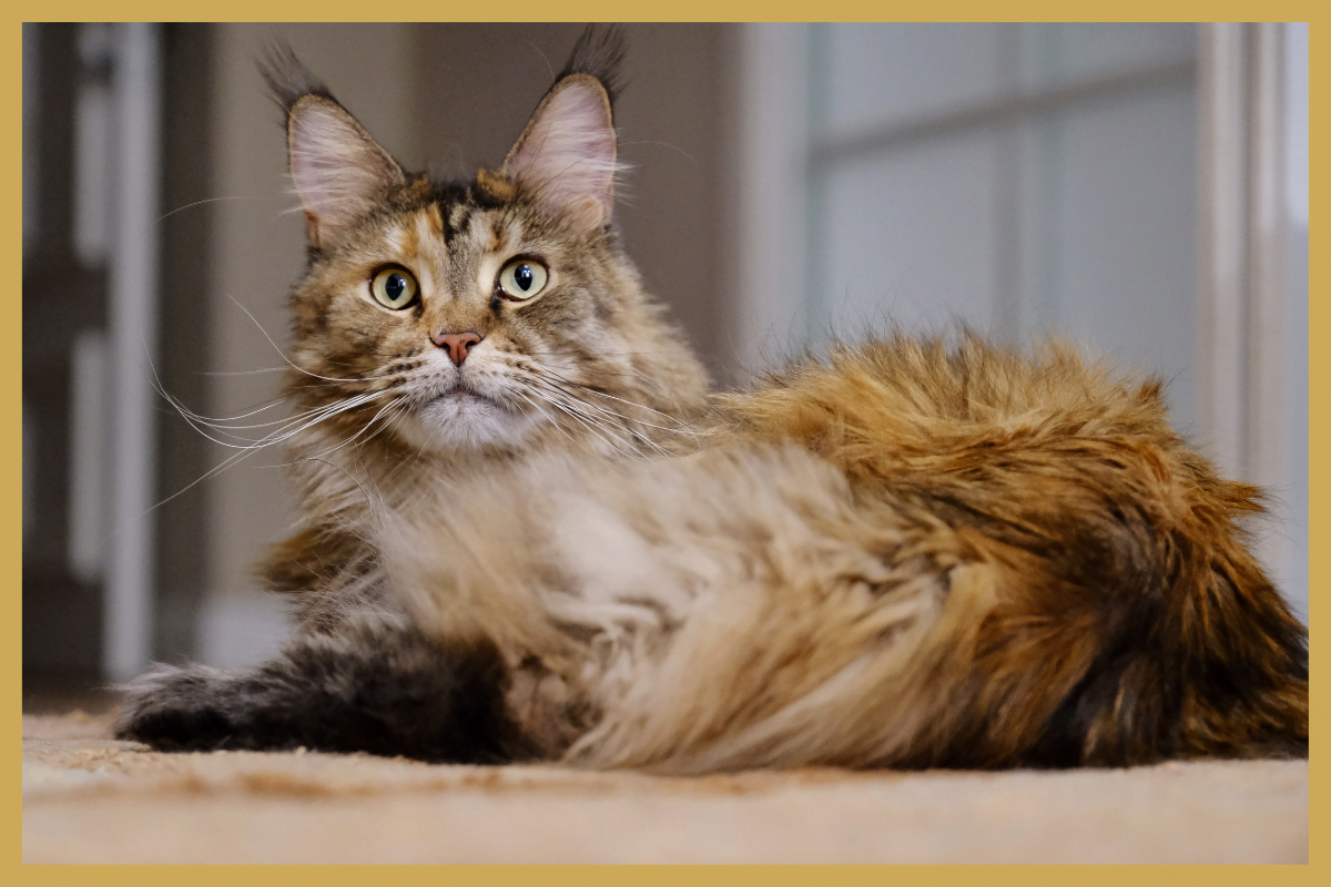 Maine Coon kat